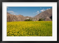 Framed Mustard flowers and mountains in Alchi, Ladakh, India