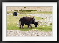 Framed India, Jammu and Kashmir, Ladakh, yaks eating grass on a dry creek bed