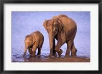 Framed Pair of Asian Elephants, Nagarhole National Park, India