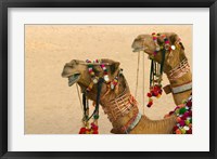 Framed Decorated Camel in the Thar Desert, Jaisalmer, Rajasthan, India