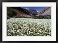 Framed India, Ladakh, Suru, White flower blooms