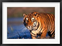 Framed Bengal Tiger, India