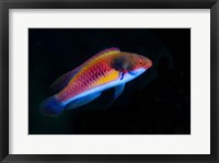 Framed Bay Close-up of colorful wrasse fish