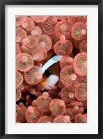 Framed Clark's anemonefish