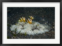 Framed Indonesia, Sulawesi, Lembeh Strait, Marine Life