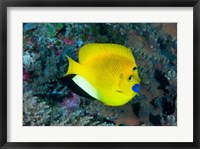 Framed Angelfish swims in coral reef