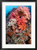 Framed Coral, Raja Ampat, Papua, Indonesia