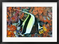 Framed Fish, Raja Ampat, Papua, Indonesia