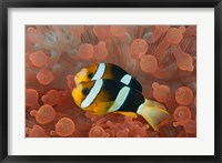 Framed Two anemonefish in protective anemone, Raja Ampat, Papua, Indonesia