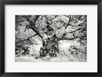 Framed Portrait of a Tree, Study 1