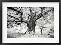 Framed Portrait of a Tree, Study 2
