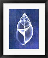 Achatina Shell (indigo) Framed Print