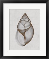 Achatina Shell Framed Print
