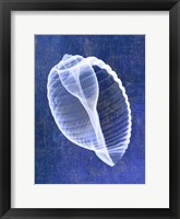 Banded Tun Shell (indigo) Framed Print