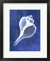 Channelled Whelk (indigo) Framed Print