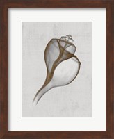 Framed Channelled Whelk