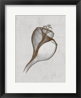 Channelled Whelk Framed Print