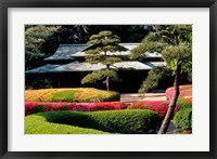 Framed Azaleas at the Imperial Palace East Gardens, Tokyo, Japan