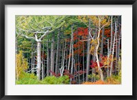 Framed Fall colors of the Fuji-Hakone-Izu National Park, Japan