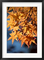 Framed Autumn maples on grounds of Hiroshima Castle, Japan