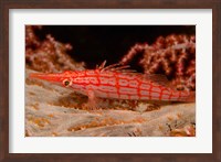 Framed Longnose Hawkfish, Banda Sea, Indonesia