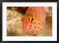 Framed Pixie Hawkfish, Banda Sea, Indonesia