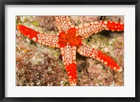 Framed Sea Star, Banda Island, Indonesia
