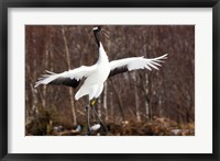 Framed Japanese crane, Hokkaido, Japan