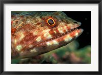 Framed Lizardfish, Indonesia