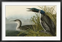 Framed Great Northern Diver or Loon