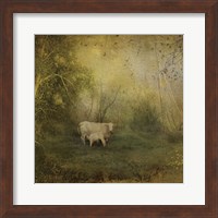 Framed Tendre Charolais