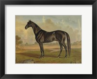 Framed America's Renowned Stallions, c. 1876 II