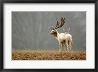 Framed Fallow Love