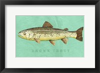 Framed Brown Trout