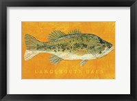 Framed Largemouth Bass