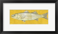 Framed Striped Bass