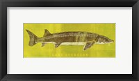 Lake Sturgeon Framed Print