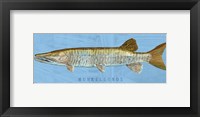 Framed Muskellunge