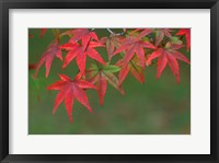 Framed Maple Leaves, Kyoto, Japan