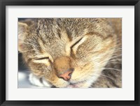 Framed Cat Sleeping