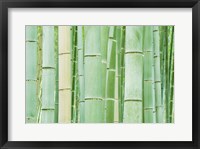 Framed Bambloo Forest, Sagano, Arashiyama, Kyoto, Japan