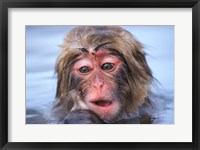 Framed Japan, Nagano, Jigokudani, Snow Monkey in Hot Spring