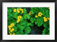 Framed Yezo Ryu-Kinka (Marsh Marigold), Daisetsuzan NP, Hokkaido, Japan