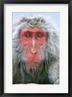 Framed Snow Monkey, Japanese Macaque, Nagano, Japan