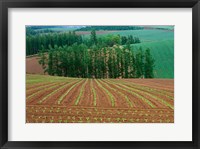 Framed Sugar Beet Field, Biei, Hokkaido, Japan