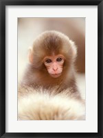 Framed Japan, Nagano, Jigokudani, Snow Monkey Baby