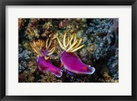 Framed Pair of Nudibranch Kapalai Island, Malaysia