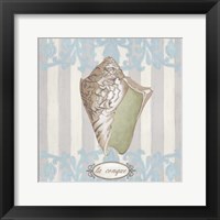 Riviera Shell IV Framed Print