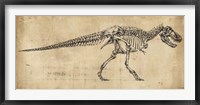 Framed Tyrannosaurus Rex Study