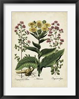 Framed Besler Florilegium I